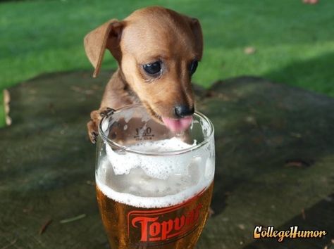 Click to see "Animals drinking beer" =D  http://www.buzzfeed.com/amydubbzphila/35-animals-drinking-beer-5532 Quotes Friday, Meme Names, Funny Friday, Dog Beer, Friday Quotes, Friday Humor, Meme Funny, Wiener Dog, High Five