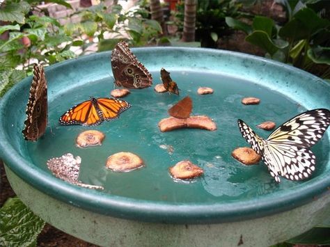 Garden Ideas Homemade, Diy Papillon, Butterfly Food, Butterfly Feeders, Butterfly Feeder, Taman Diy, Jardim Diy, Play Garden, Diy Butterfly