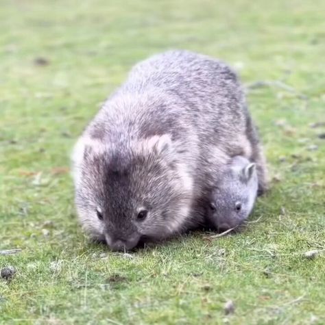 𝕐o̴g̴ on X: "Mother wombat and her baby..😊 https://t.co/2WSSHOa40a" / X Wombat Wallpaper, Wombat Tattoo, Wombat Drawing, Nature Wallpapers Aesthetic, Loki Dog, Wombat Stew, Aesthetic Wildlife, Cute Wombat, Baby Wombat