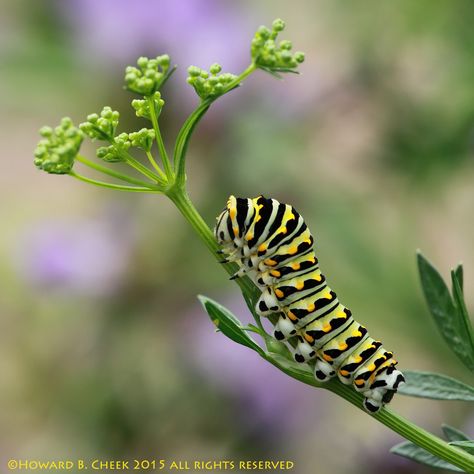 Black Swallowtail Caterpillar, parsley perch,sage blooms background.. Caterpillar Tattoo, Swallowtail Caterpillar, Black Swallowtail, Monarch Caterpillar, Sage Color, Reptiles And Amphibians, Woodland Creatures, Butterfly Garden, Amphibians