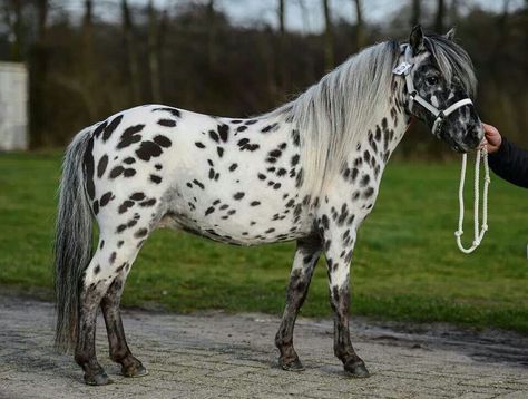 Falabella pony Falabella Horse, Welsh Ponies, Horse Markings, Pony Breeds, Welsh Pony, Miniature Horses, Beautiful Horse Pictures, Mini Pony, Shetland Pony