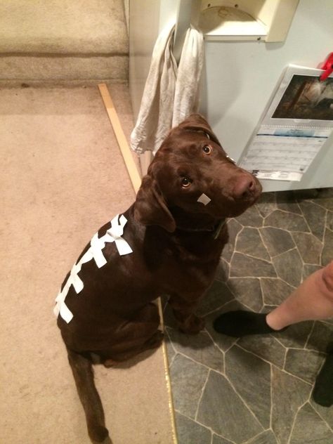 Our attempt to make him a football.... It was short lived Chocolate Lab Costume, Football Halloween Costume, Dog Halloween Outfits, Football Diy, Dog Football, Diy Dog Costumes, Pet Halloween Costumes, Dog Halloween Costumes, Dog Hacks