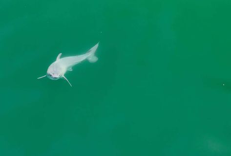 Possible First-Ever Sighting of a Great White Shark Birth Stuns Researchers Baby Great White Shark, Shark Conservation, Central Coast California, Science Reading, Apex Predator, The Great White, Dinosaur Fossils, New Environment, White Sharks