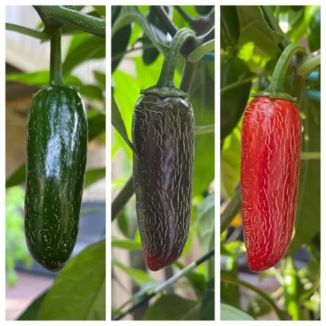 Why Are My Jalapenos Turning Red? – It's Quite Simple 1 Red Jalapenos, Growing Jalapenos, Plant Leaves Turning Brown, Jalapeno Plant, Green Jalapeno, Red Jalapeno, Pepperoncini Peppers, Jalapeno Recipes, Turning Red