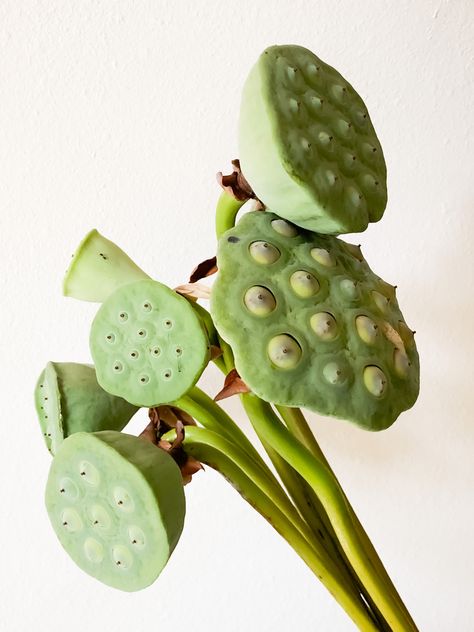 Anthurium Arrangement, Lotus Pods, Seed Pods, Lotus Flower, Hibiscus, Garden Sculpture, Floral Arrangements, Lotus, Plant Leaves