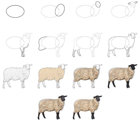 How To Draw Sheep Step By Step, How To Draw A Lamb Step By Step, Sheep Sketch Drawings, Shepherd And Sheep Drawing, Watercolor Sheep Tutorial, Lamb Drawing Reference, Sheep Drawing Reference, Watercolor Sheep Paintings, Sheep Paintings Easy