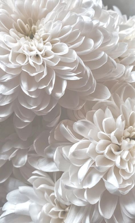 Soft White Aesthetic Background, Black And White Luxury Aesthetic, Aesthetic Blanc, Blanc Aesthetic, White Flowers Aesthetic, White Flower Petals, White Flower Background, White Flower Wallpaper, Art Appliqué