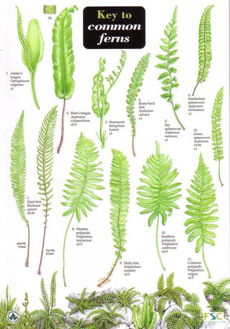 Key to Common Ferns Indoor Ferns, Types Of Ferns, Yard Inspiration, Ferns Garden, Backyard Plants, Green Things, Backyard Pools, Best Indoor Plants, Fern Plant