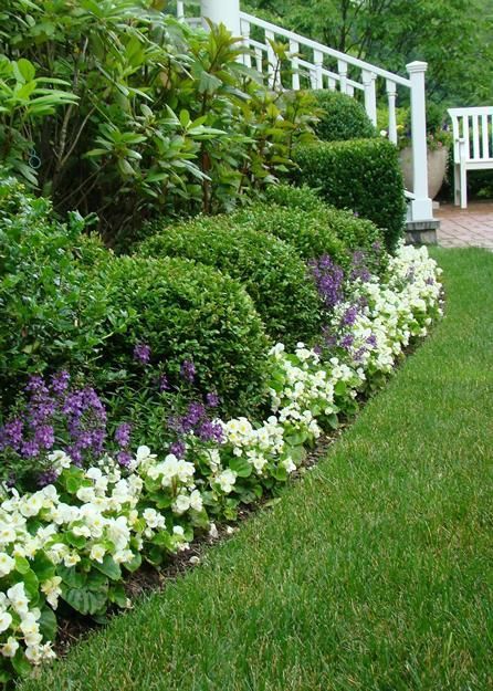 White Wax Begonias  Wax begonias are tender perennials in Zones 8-11 but I grow them as a flower suitable for edging beds in light shade. It has waxy leaves and produces clusters of single or double white flowers. Wax begonias bloom non-stop throughout the entire season until first frost. It looks great with another annual, Purple Angelonia, as I planted here. Garden Ideas India, Wax Begonias, Terraced Vegetable Garden, Small Front Gardens, Landscape Gardening, Front Garden Design, Front Yard Design, Meteor Garden 2018, Front Landscaping