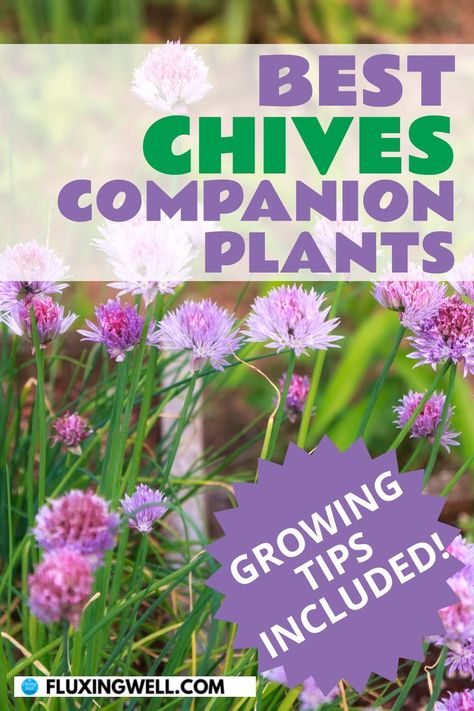 Best Chives Companion Plants: Growing Tips Included with this picture of chives growing Chive Companion Plants, Chive Companion Planting, Chives Companion Planting, Herb Companions, Planting Chives, Growing Chives, Chive Seeds, Companion Planting Guide, Seed Starter Kit