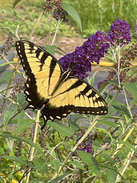 Tiger Swallowtail Tattoo, Eastern Tiger Swallowtail Butterfly, Tiger Swallowtail Butterfly Tattoo, Tiger Butterfly, Butterfly Tattoo Stencil, Swallowtail Butterfly, Butterfly Bush, Butterfly Garden, Butterfly Tattoo