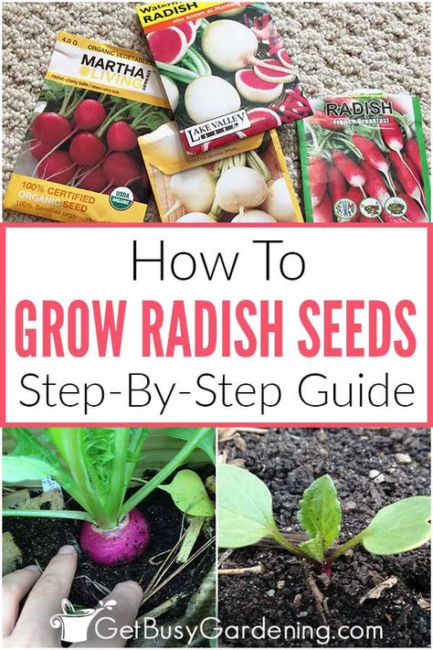 Planting Radishes, Growing Radishes, Gardening Seeds, Grow From Seed, Easy Vegetables To Grow, Garden Veggies, Starting A Garden, Growing Seeds, Vegetable Gardening