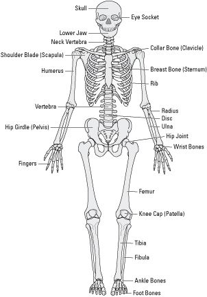 #skeletal system Simple Skeleton Drawing, Skeleton Diagram, Simple Skeleton, Diagram Drawing, Drawing Body Proportions, Skeleton Drawing, Male Body Drawing, Tree Drawings Pencil, Human Sketch