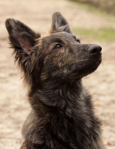 111+ Best Dutch Shepherd Dog Names Dutch Shepherd Dog, Dutch Bros Drinks, Dutch Oven Chicken, Dutch Rabbit, Dutch Shepherd, Dutch Apple Pie, Best Dogs For Families, Dutch Apple, Australian Shepherd Puppies