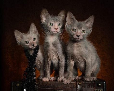 Meet the lykoi, better known as the werewolf cat Werewolf Cat, Lykoi Cat, Kitten Breeds, The Werewolf, Cat Breeder, Exotic Cats, Cat Breed, Domestic Cat, Beautiful Cats