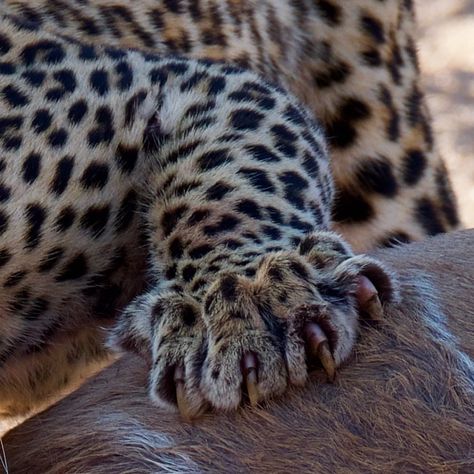 Mykal Dutton (@mykaldutton) on Instagram: “Lethal Leopard.” #Africa #Bigcat #leopard #nature #krugernationalpark #safari Cat Paw Art, Safari Photography, Cat Reference, Kruger National Park, Animal Pics, Big Cat, Beautiful Animals, Leopards, Wild Life