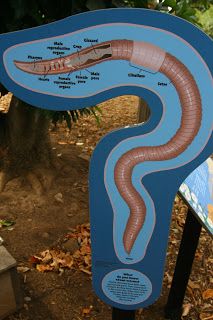 what do you know about earth worms?? Garden Ideas For School, School Garden Club, School Greenhouse, Learning Garden, Witches Garden, Backyard Garden Ideas, Lab Ideas, Dream Backyard Garden, Vegetable Garden Planner