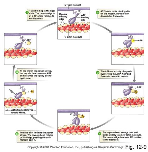 Molecular muscle contraction Muscle Contraction Steps, Muscle Physiology, Medical Diagrams, Muscle Fiber, Human Skeleton Anatomy, Muscle System, General Biology, Human Physiology, Plasma Membrane