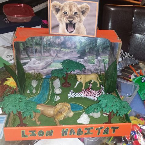 3rd Grade Lion Diorama Project for the Lion Habitat. Rainforest Project, Diorama Kids, Ecosystems Projects, Native American Projects, Habitats Projects, Geography Project, Rainforest Habitat, Geography For Kids, Diorama Ideas