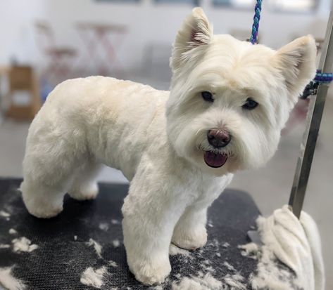 Westie Haircut Hairstyles, Westie Haircut, West Terrier, Dog Grooming Styles, Grooming Style, Highlands Terrier, White Puppies, Westie Dogs, West Highland White