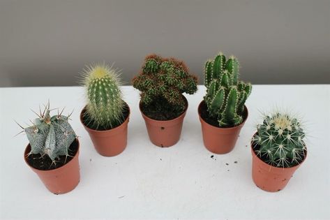 Como Cuidar de Mini Cactos e Faze-los Florescer na Primavera! Flower Bookey, Cactus Ideas, Softboy Aesthetic, Small Cactus Plants, How To Grow Cactus, Flower Film, Small Flower Gardens, Cactus Planta, Cactus Care