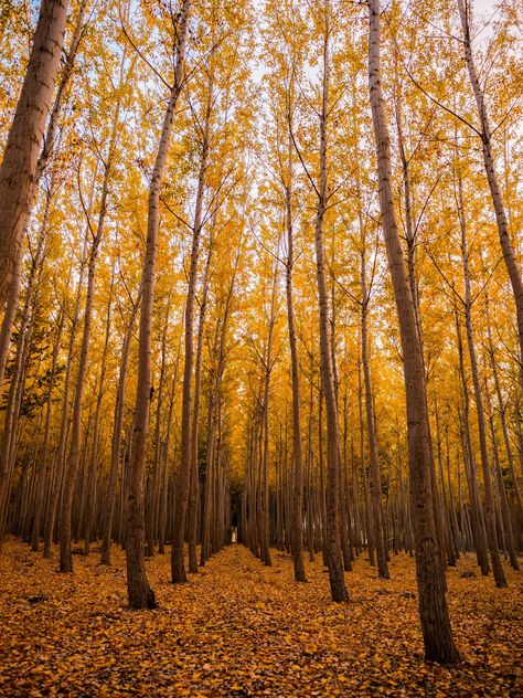 Photo: David Kovalenko Iphone Wallpaper Fall, Sacred Spaces, Yellow Leaves, Autumn Forest, Autumn Landscape, Autumn Aesthetic, Fall Wallpaper, Background Pictures, Nature Images