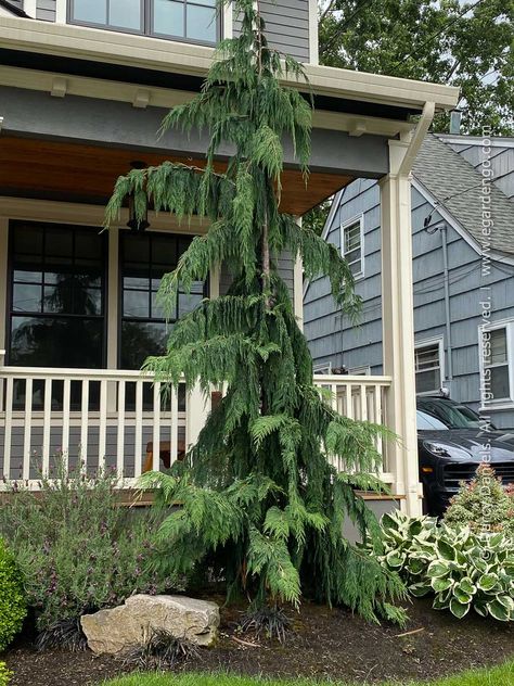 Weeping Cedar Tree, Alaskan Cedar Trees, Green Arrow Alaskan Cedar, Unique Evergreen Trees, Full Sun Trees Front Yards, Weeping Pine Tree Landscaping Ideas, Hetzii Green Columnar Juniper, Weeping Alaskan Cedar Landscape, Green Arrow Weeping Alaskan Cedar