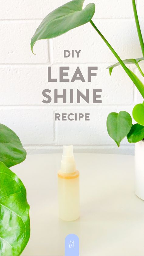 DIY Leaf shine recipe - LAurenrdaniels - Diy Indoor Plant Leaf Cleaner, Diy House Plant Leaf Cleaner, Plant Shine Spray Diy, Leaf Shine Homemade, Diy Plant Leaf Shine Spray, Leaf Cleaner Diy, Leaf Shine Diy, Diy Leaf Shine Spray, Plant Leaf Cleaner Diy