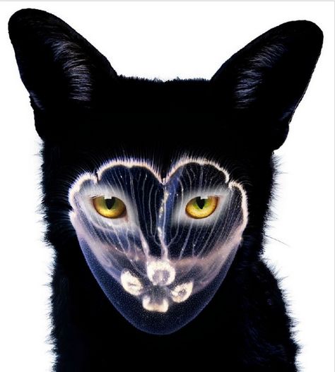 Galantis Seafox Music Artwork, Online Posters, Electronic Dance Music, Album Cover Art, Black Dog, Me Me Me Song, Electronic Music, Cat Pics, Music Art