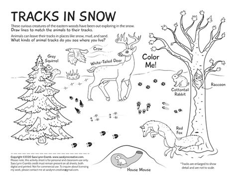 Animal Tracks in Snow | Sara Lynn Cramb on Patreon Some curious creatures have been out exploring in the snow. Draw lines to match the animals to their tracks. Inspired by the animal tracks left in the abundant snow where I live. The answer key is also attached. Animal Tracks In Snow, Snow Footprints, Snow Coloring, Snow Tracks, Sara Lynn, Deer Tracks, Home Snow, Winter Activities For Kids, Animal Tracks