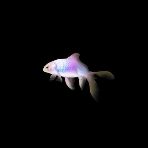 Sea Creatures Black Background, Fish Black Background, Fish Widget, Transparent Icons, Blue Hour Photography, Iphone Wallpaper Vsco, Photoshop Design Ideas, Arte Punk, App Pictures