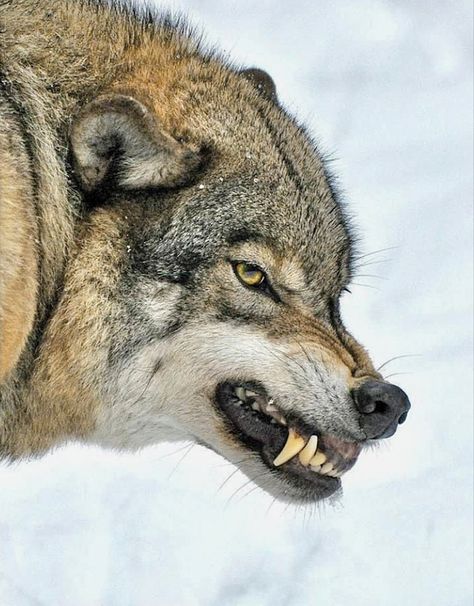 The warning Snarling Wolf, Wolf Poses, Angry Wolf, Wolf Images, Wolf Photos, Wolf Love, Wolf Pictures, Beautiful Wolves, Wolf Spirit