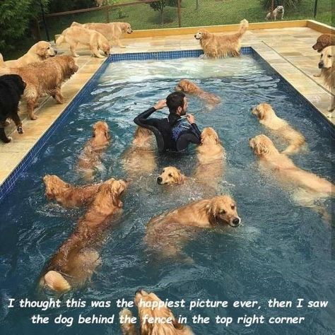 Not What I Thought... Golden Retriever Mix, Retriever Puppy, In The Pool, Golden Retrievers, Funny Animal Pictures, Dog Memes, 귀여운 동물, Cute Funny Animals, Dog Pictures