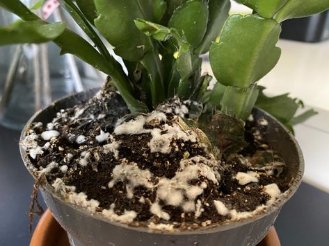 Why Is There White Mold On My Houseplant Soil & How Do I Fix It? White Mold In Plant Soil, How To Get Rid Of Mold On Plant Soil, Mold In Plant Soil, Mold On Plant Soil, Propagate Succulents From Leaves, White Worms, Majesty Palm, Plant Parent, Chinese Money Plant