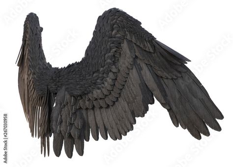 Stock Image: 3D Rendered Black Fantasy Angel Wings on White Background - 3D Illustration Fantasy Angel Wings, Angel Wings Images, Wings Images, Celestial Inspiration, Greek Monsters, Fantasy Angel, Black Angel Wings, Fairy Ears, Horror Masks