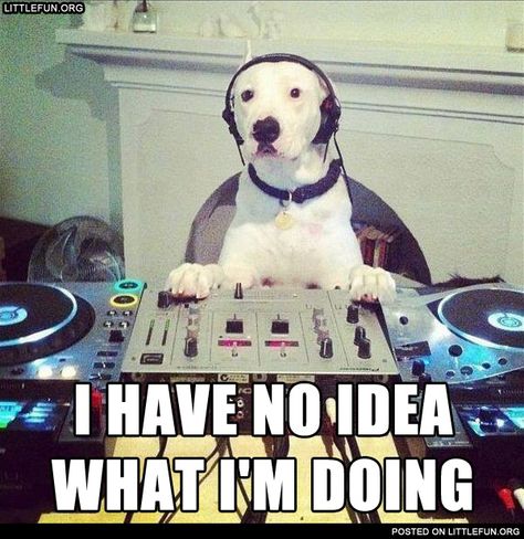 . Dj Meme, People Skills, Pit Bull Love, Wedding Dj, Dogs Of The World, Love Pet, Funny Animal Pictures, Funny Animal Videos, Turntable