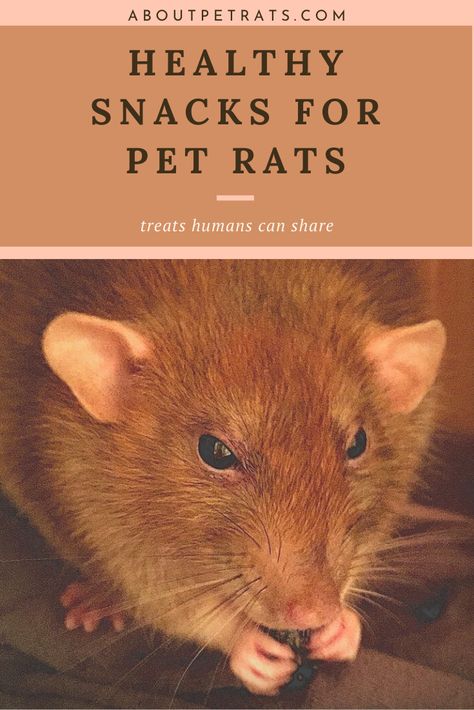 Since rats gain weight easily—AND we want to feed them the healthiest foods possible—it’s important to choose pet rat treats wisely. Rat Treats Recipes, Pet Rat Food, Rat Snacks Diy, Pet Rat Treats, Rat Treats, What Can Rats Eat, Foraging Toys For Rats, Rat Food, Rat Care