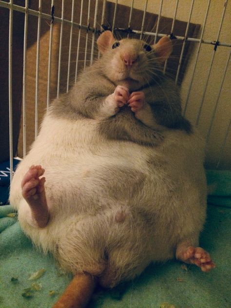 Fat Guinea Pigs, Finger People, Fat Rat, Fancy Rats, Fancy Rat, Art Commissions, Cute Rats, A Rat, Fat Boy