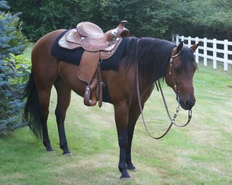 Quarter Horse Mare Whizards Finest Bay Quarter Horse Mare, Bay Quarter Horse, Quarter Horse Mare, Quarter Horses For Sale, Stock Horse, Aqha Horses, Dream Horse Barns, Faster Horses, Horse Pics