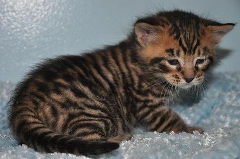 If I were ever to a get a cat- it would be a Toyger! Kittens bred to look like tigers! Toyger Kitten, Bengal Cat For Sale, Toyger Cat, Kitten Breeds, Rare Cat Breeds, Bengal Kitten, Domestic Cat, Bengal Cat, Cute Cats And Kittens