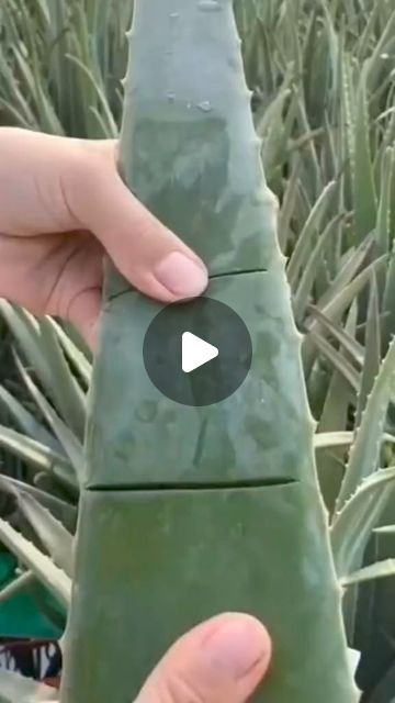 Minds Tales on Instagram: "BENEFITS OF ALOE VERA, 🍃🍃🍃💚💚💚 #alovera #skincare #skincaretips #skin 
 #healthychoice  #healthylifestyle #healthyfood #healthandwellness 
#tips #remedies #recipes #health #healthcare #highlightseveryone  #followers #fypシ゚viralシ #followerseveryone #highlights #fbpost2024 #fbreelsfypシ゚viral #fbreels #fbreelsvideo #reel #reelsfypシ @highlight" Alovera Skincare, Alovera For Skin, Benefits Of Aloe Vera, Natural Diy, Skin Benefits, Healthy Gut, Diy Skin Care, Diy Skin, Healthy Choices