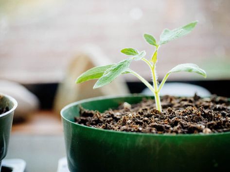 How to Repot Tomato Seedlings for Bigger and Better Plants 5 Leggy Seedlings, Tomato Suckers, Growing Tomatoes From Seed, Tomato Seedlings, Seedling Pots, Seed Starting Mix, Starting Seeds Indoors, Dirt Cheap, Tomato Garden