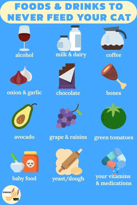 Things Dogs Cant Eat, Cat Infographic, Colorful Hairstyles, Creamy Salad Dressing, Cat Nutrition, Turnip Greens, Foods And Drinks, Kale And Spinach, Toxic Foods