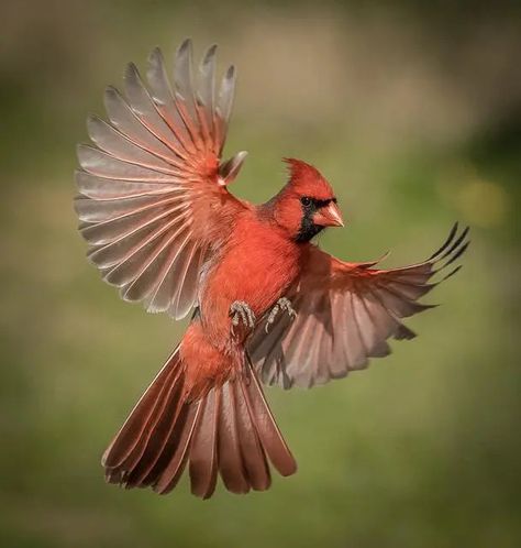 Cardinal Flying Tattoo, Cardinal Flying, Cardinal In Flight, Cardinal Drawing, Cardinal Tattoos, Bull Painting, Flying Tattoo, Diy Diamond Art, Nature Projects