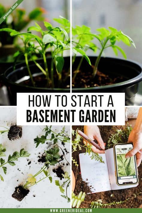 How cool would it be if you could just go down to the basement to pick a few extra fresh and organic tomatoes and peppers from your own garden? Yeah, you read that right – we are talking about a veggie garden in your basement while the soil is frozen outside. Is this really possible? As it turns out, having an indoor garden in the corner of your kitchen and having a basement garden involve the same elements and techniques. #gardening #gardeningtips #smallgarden #basementgarden #garden Basement Garden, Indoor Vegetables, Indoor Oasis, Indoor Vegetable Gardening, Organic Tomatoes, Fruit Storage, Urban Gardening, Food Garden, Eco Friendly Living