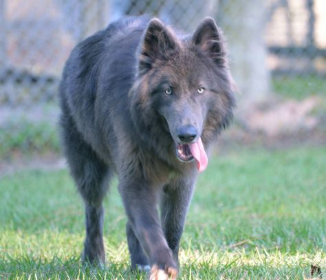 Blue Bay Shepherd Blue Wolf Dog, Blue Bay Shepherd, Blue German Shepherd, Black Wolves, Blue Bay, Pet Breeds, Yorkshire Terrier Puppies, Pretty Dogs, Wolf Dog