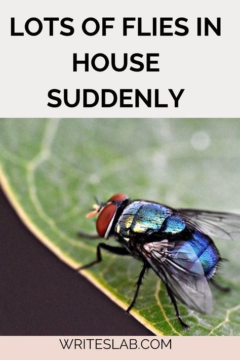 LOTS OF FLIES IN HOUSE SUDDENLY House Flies How To Get Rid, Get Rid Of Flies In House, Flies In House Get Rid Of, How To Get Rid Of Flies In The House, Home Remedies For Flies, Killing Flies, Fly Infestation, Get Rid Of Flies, Buying House