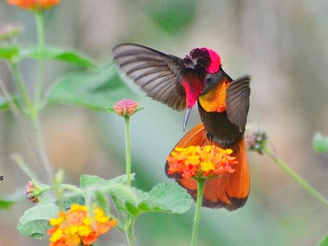 Ruby-topaz Hummingbird - eBird Hummingbird Pictures, Grayish Green, Red Crown, Tail Feathers, All Birds, Animal Planet, Magical Places, Bird Species, The Birds