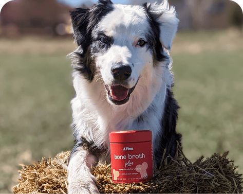 Bone Broth Plus Supplement For Dogs | Finn What Is Bone Broth, Beef Bone Broth, Superfood Recipes, Beef Bones, Bone Broth, No Bake Treats, Dog Bone, Amino Acids, Broth