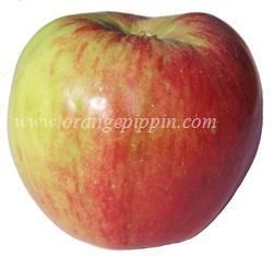 Jonathan Apples, Honeycrisp Apple, Apple Picture, Pink Lady Apples, Berry Plants, Apple Varieties, Honeycrisp Apples, Apple Pear, Stone Fruit